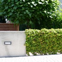 Neugestaltung Garten in Bruchköbel. Vorgarten minimalistisch. Betonplatten und Efeu.