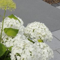 Neuer Vorgarten | Garten Feng Shui | weiße Hortensien | Bauernhortensien