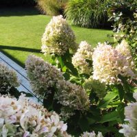 Gartenplanung modern puristischer Garten | Friedberg | Hortensien