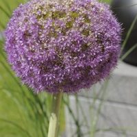 Allium - Blüte des Zierlauchs in Purple
