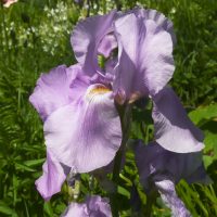 Iris in Cottage Style Garten