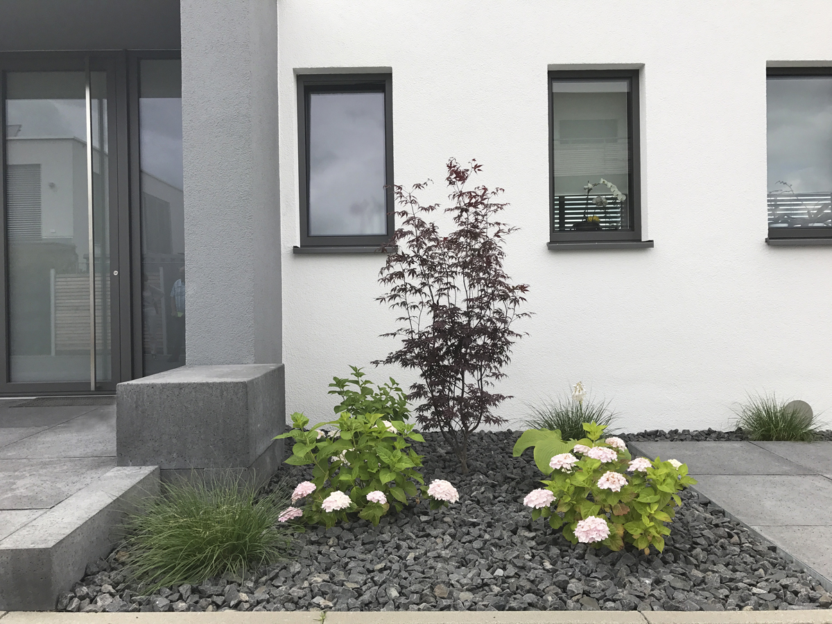 Ahorn, Hortensien und Ziergras in Schotterbeet in neu geplantem, modernem Vorgarten-Design.