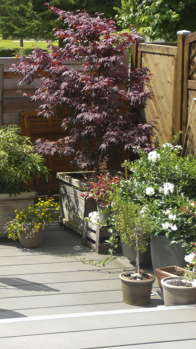 Terrasse mit Sichtschutz aus Holz, größere Pflanzgefäße mit Ahorn, Rose und Mispel.