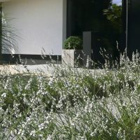 Planung und Neugestaltung eines modernen Vorgartens in Friedberg - Detail weißer Lavendel am Gartenweg.