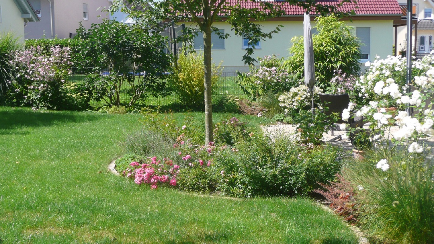 Neugestaltung Familiengarten in Bruchköbel Mkk. Bunte Staudenbeete und Rasen.