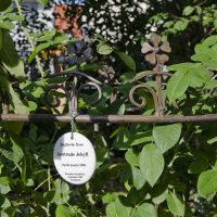 Gartengestaltung | Klassischer Garten | Englische Rose Getrude Jekyll