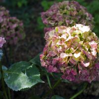Gartengestaltung | Klassischer Garten | Hortensien