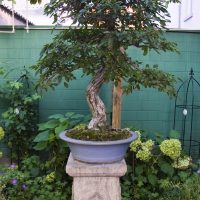 Gartengestaltung | Klassischer Garten | Bonsai