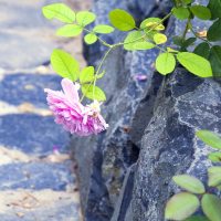 Gartengestaltung | Klassischer Garten | Material Naturstein Mauer