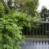 Neugestaltung eines modernen Gartens in Bad Homburg - Blauregen (Wisteria) an elegantem Zaun aus Metall