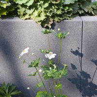 Neugestaltung eines modernen Gartens in Bad Homburg - Detail Rinnit Mauerplatten und Beet mit Anemone