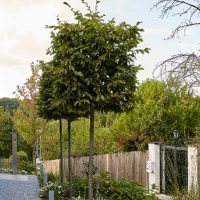 Planung und Gestaltung eines modernen Gartens in Hofheim - Vorgarten Bepflanzung