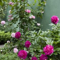 Der klassische Garten umgestaltet, Gartenplanung für neues Design mit Pfingstrosen und Rosen, zusammen mit Storchenschnabe und Ziergras, eingerahmt von Buchsbaum.