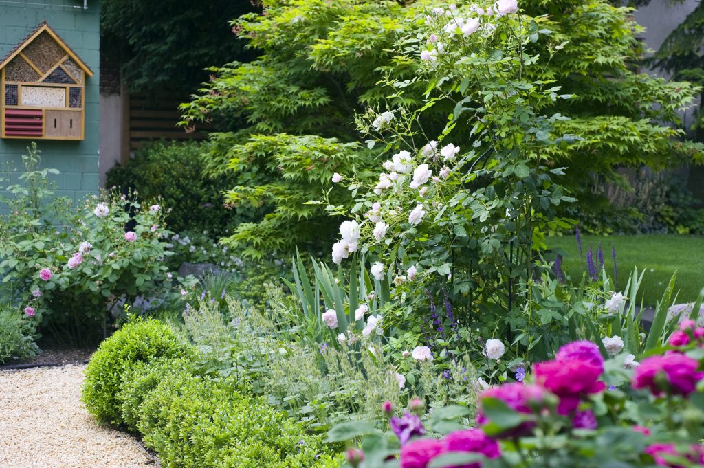 Weiße und zart rosa blühende Rosen und Pfingstrosen im Beet und dem Inselbeet des umgestalteten Garten in neuem Design. Im Hintergrund an der Wand ein Bienenhotel.