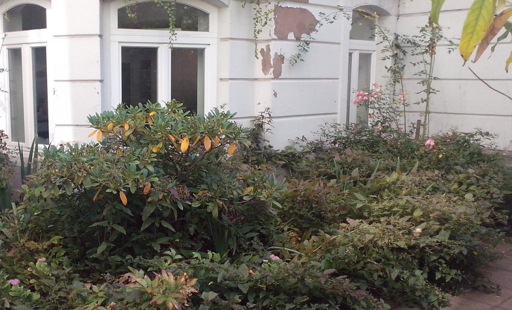 Garten Vorher - Innenhof wuchernde Büsche