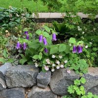 Gartenplanung zur Umgestaltung eines Gartens, mit Trockenmauer aus Naturstein vor dem Staudenbeet mit Glockenblume und Storchenschnabel.