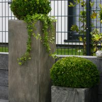 Grosse Pflanzkübel in Betonoptik, bepflanzt mit rund geschnittenem Buchs und hängendem Efeu. Metallzaun im Hintergrund, auf der Rasenfläche Glanzmispel.