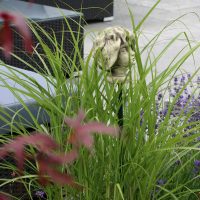 Gartendekoration in Beet neben der Terrasse, bepflanzt mit Lavendel und Ziergras.