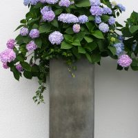 Grosser Blumenkübel in Betonoptik, bepflanzt mit blau und rosa Hortensien und Efeu - Aufgestellt an weißer Hauswand